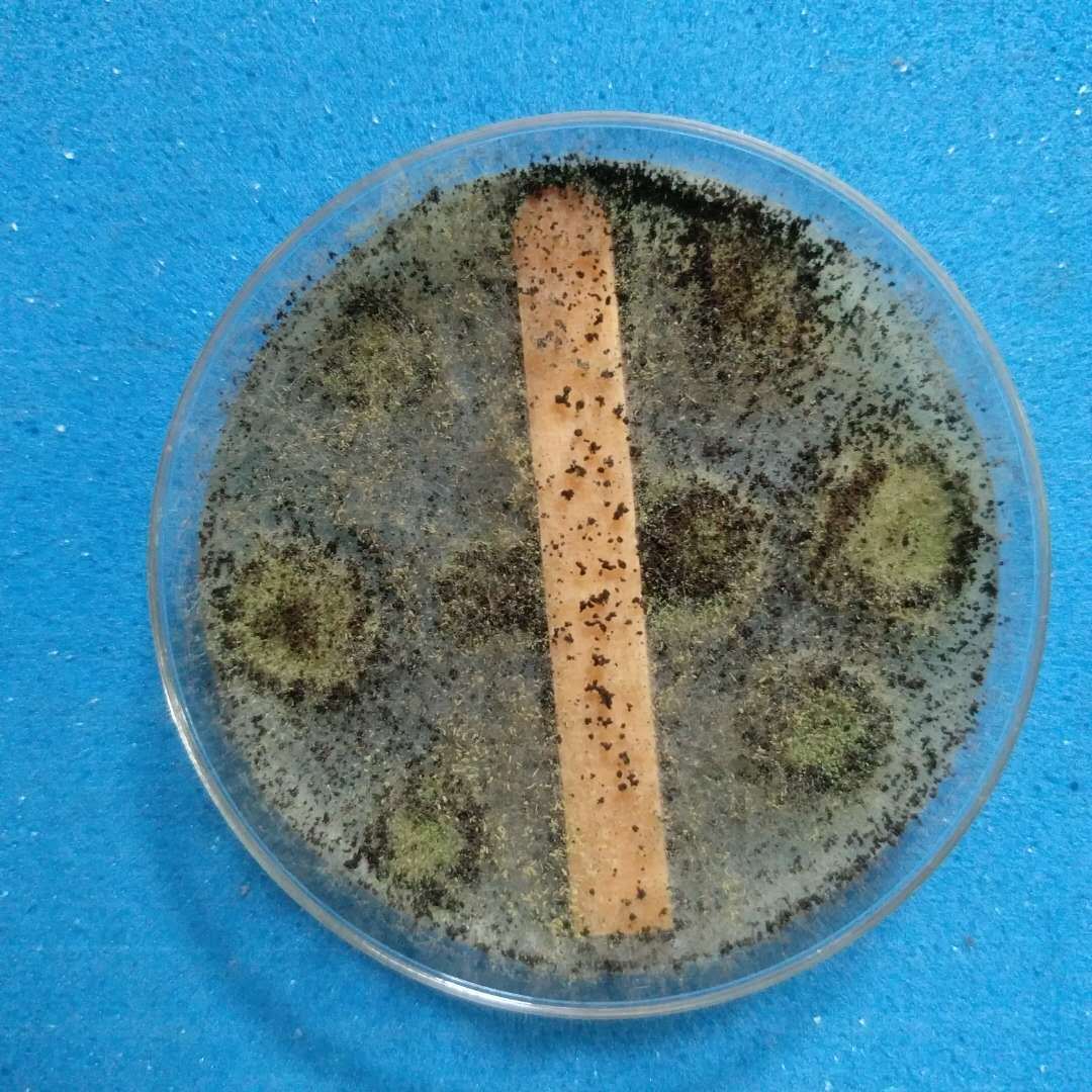 微生物对商品的危害和微生物的作用