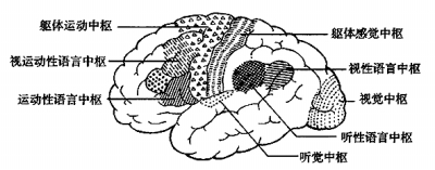 大脑皮层神经中枢(背外侧面).资料图片