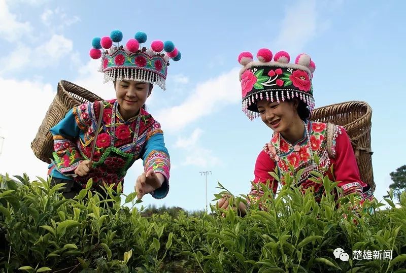 楚雄的常住人口_楚雄彝人古镇图片(2)