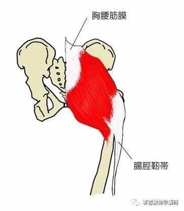 肌肉功能图解系列(1)---臀大肌