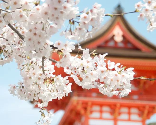 只有来到清水寺,你才会明白为什么在樱花时节,不管是外国游客,还是本