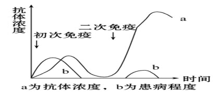 ②二次免疫反应:相同抗原再次入侵时,记忆细胞很快分裂分化产生新的