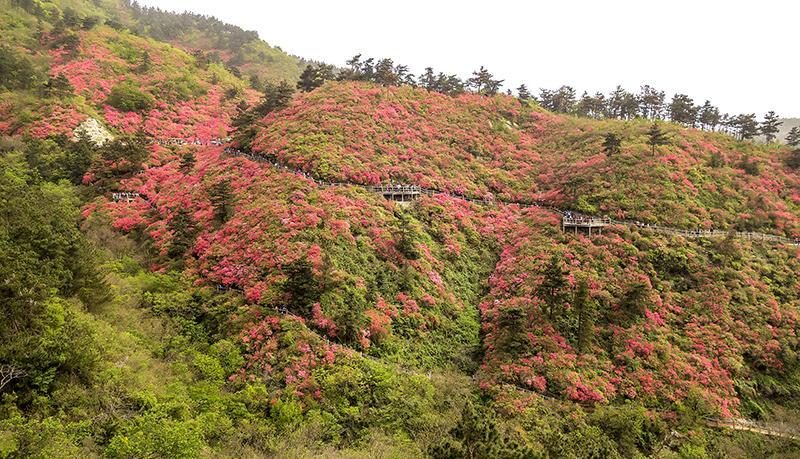 武汉市黄陂云雾山漫山杜鹃花万紫千红迎新春