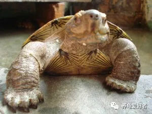大个子亚洲巨龟皮实好养可否成为未来龟界新宠