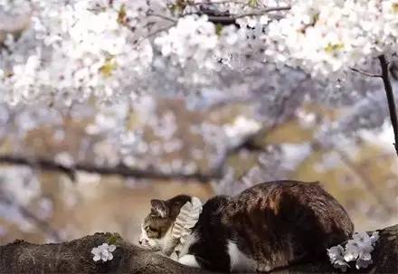 春季猫咪和樱花最般配没有之一,看看喵星人赏樱花