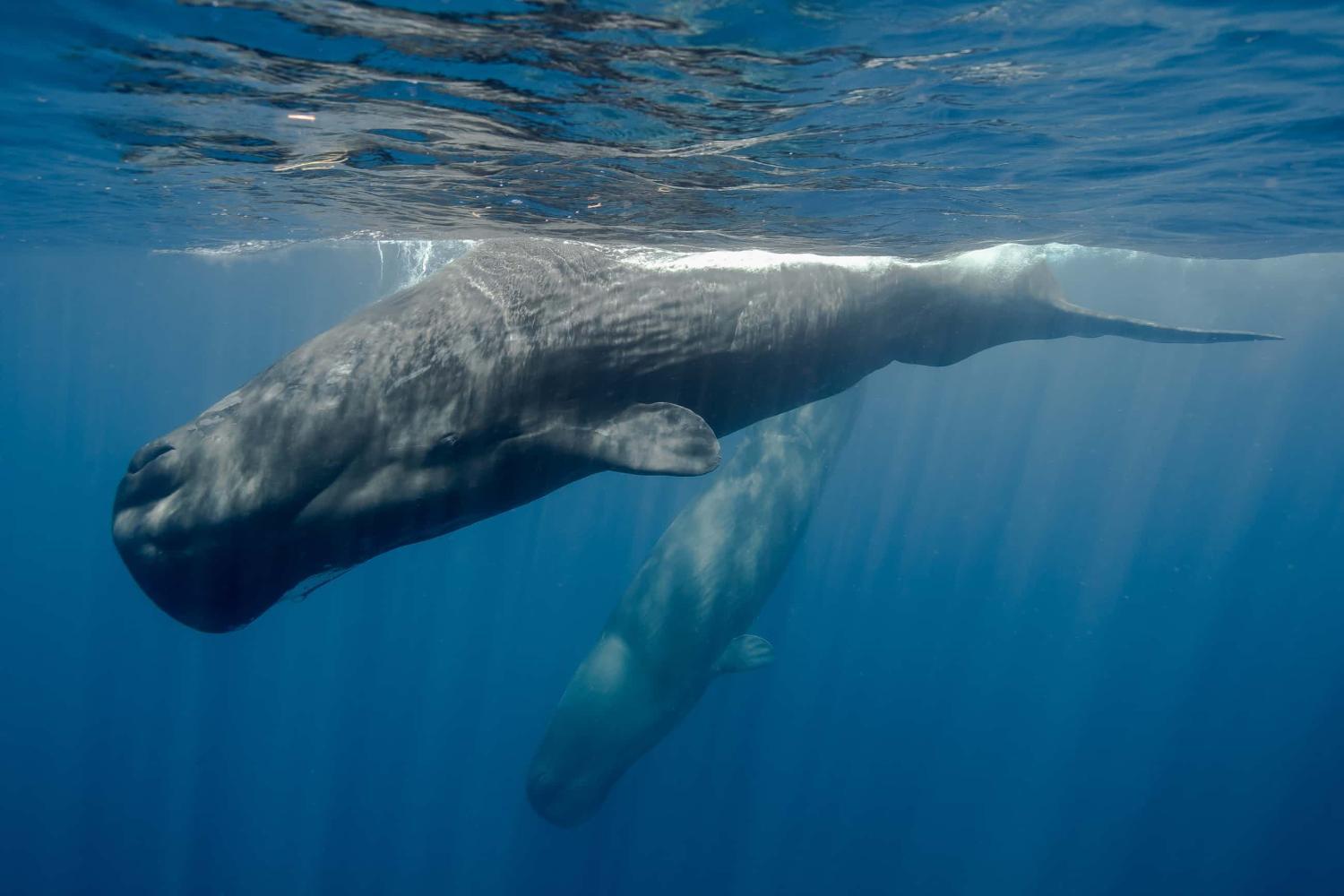 西班牙海岸发现死亡抹香鲸,曾误吞下29吨塑料