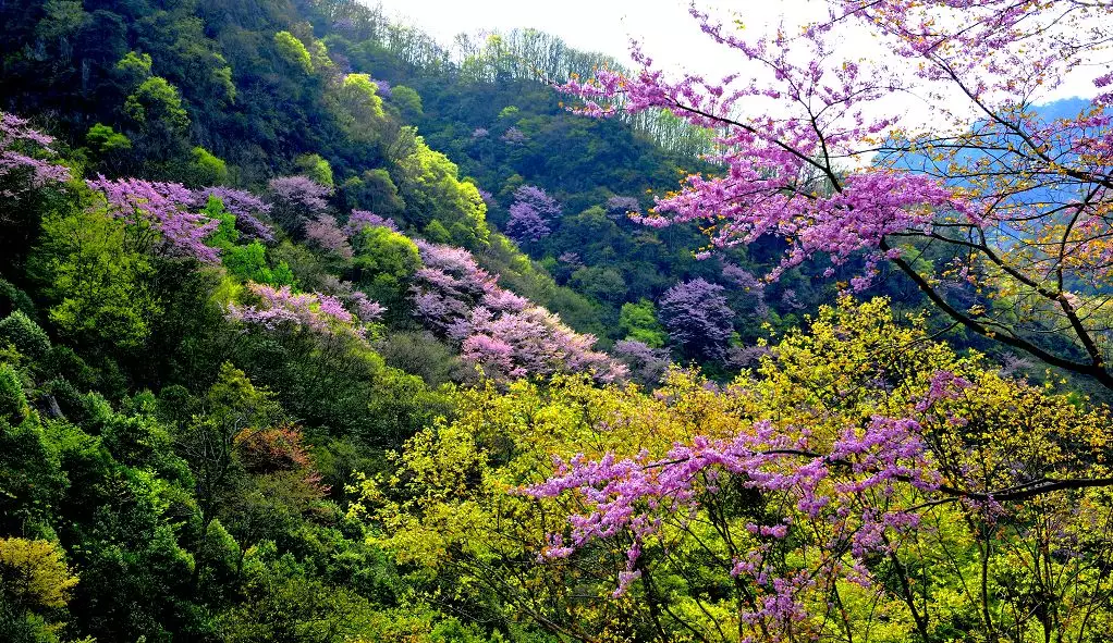 唐家河紫荆花之恋!