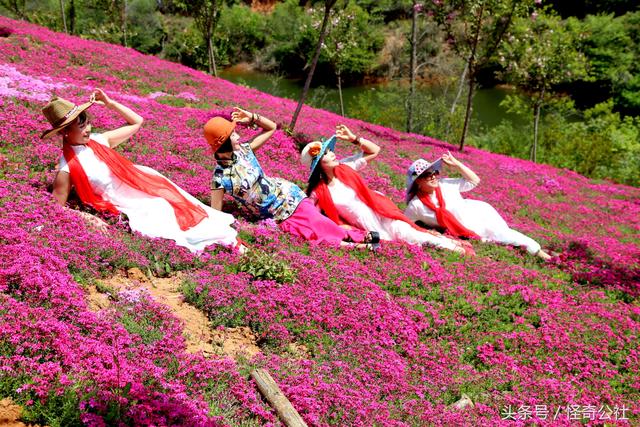 有一种美丽叫知音畔岛,碧水映蓝天,大地若彩霞,花田美女更迷人