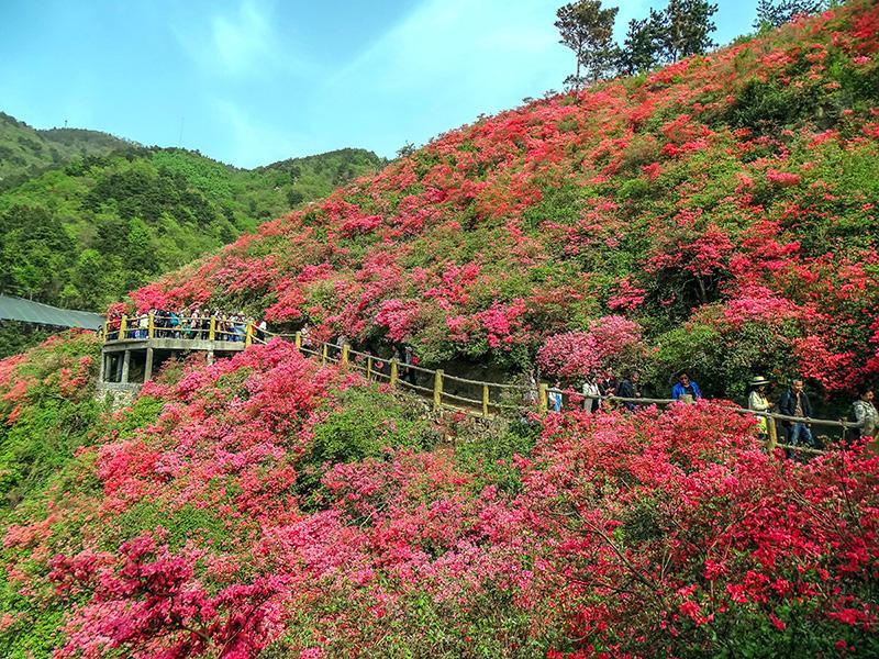 武汉市黄陂云雾山漫山杜鹃花万紫千红迎新春