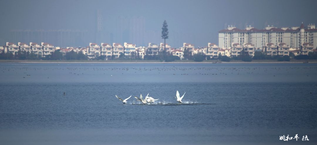 芜湖龙窝湖地区总体规划正式启动,一期湿地公园即将