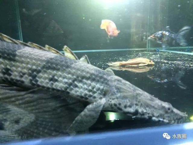 常见的恐龙鱼品种图鉴水族圈低调分享