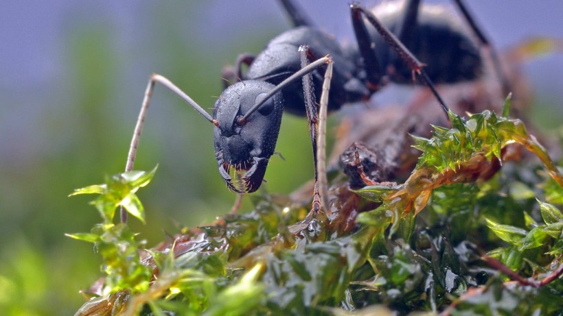 蚂蚁图片(12张)