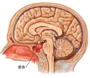 脑垂体位于脑内鞍区,它是脑袋里一个非常小的结构,重量不到1g.