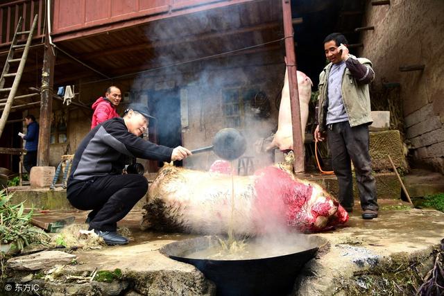 七个步骤带你详细了解农村杀猪,杀完猪主人会赠送屠夫