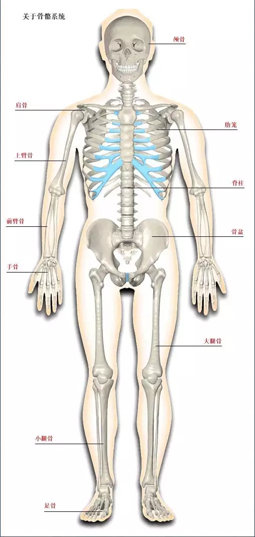 【高清彩图】人体骨骼系统,建议大家收藏!