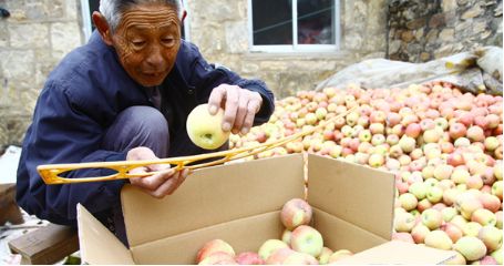 去山西采访 从果农悲伤无奈的语气中可以感受到: 满心欢喜的一年收成