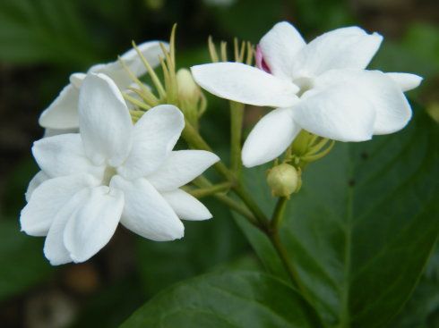 那吃了茉莉花究竟会有哪些好处呢?