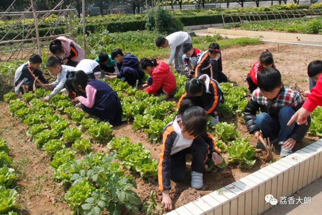 插秧,种花生,种菜……这个学校竟然有农耕课程!