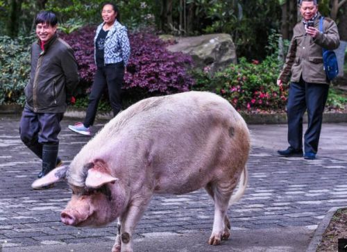 汶川地震的《猪坚强》现在怎么样了?