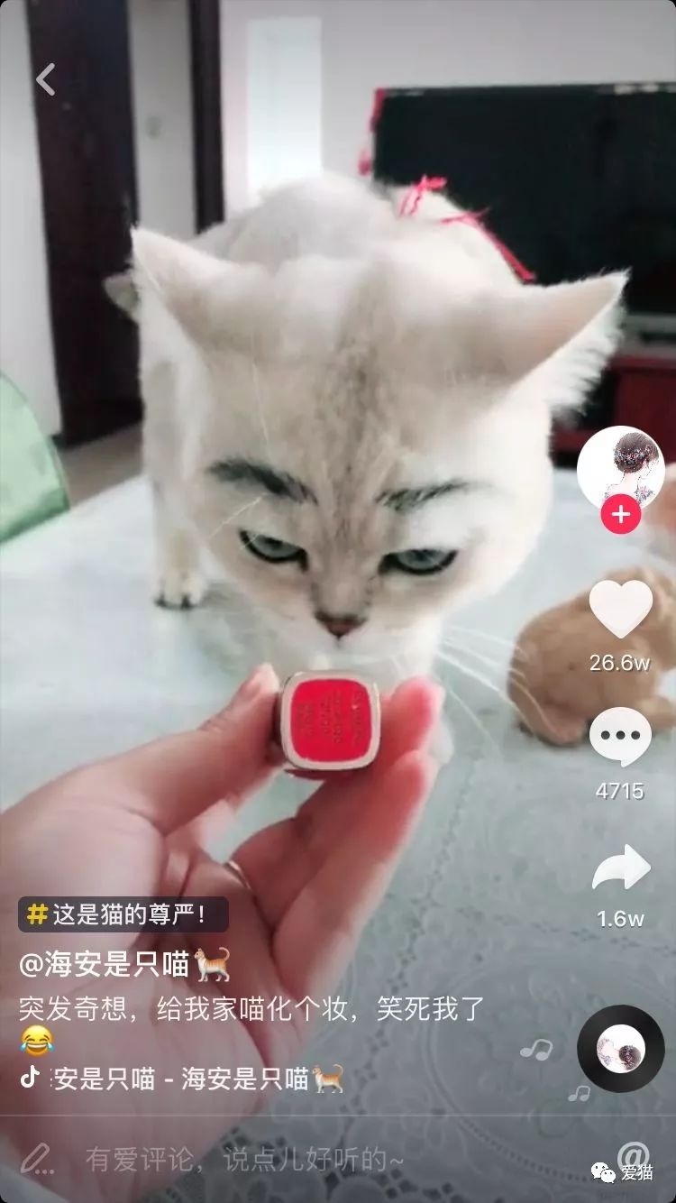 诸如此类的恶整猫咪视频太多了!为什么抖音上会