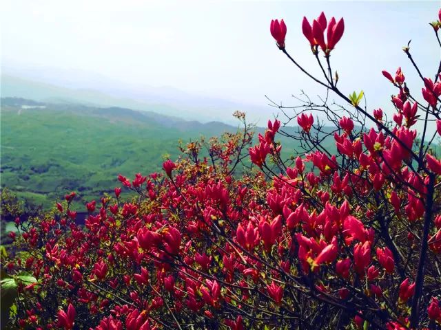 4月,正是大岩岗赏杜鹃花的最好时节,它