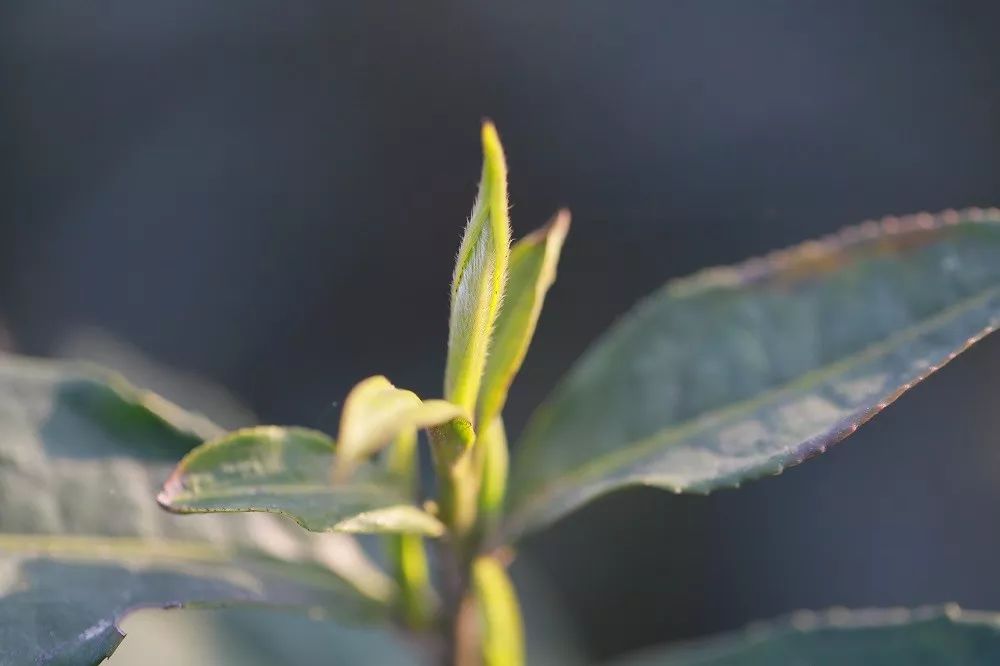 采茶是劳动密集型产业,雇佣金很高,茶叶价格受市场行情波动影响极大