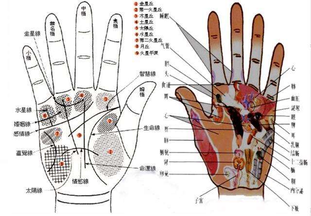 医学上称为药指,环指,是一只用来戴戒指的手指,结婚后就会将人由无名