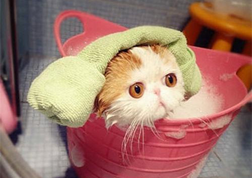 猫自制沐浴液只能作为临时使用,并不建议长期给猫咪使用,尤其使有