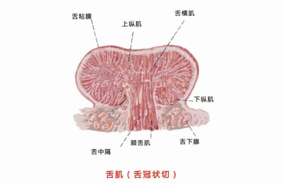 中年人口齿不清是什么原因导致的_闭口是什么图片