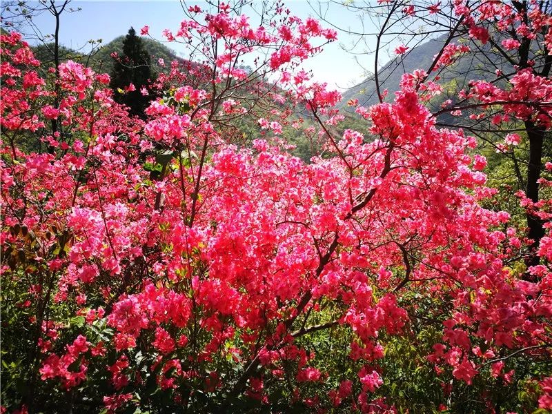 震撼!金寨惊现万亩野生映山红