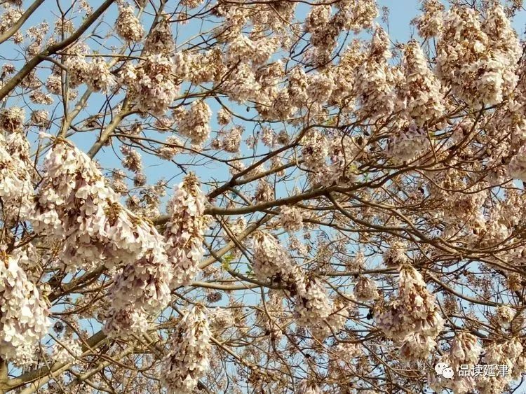 桐树花开满园春色