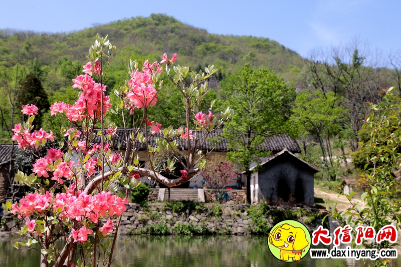 4月的信阳浉河港茶山——美不胜收