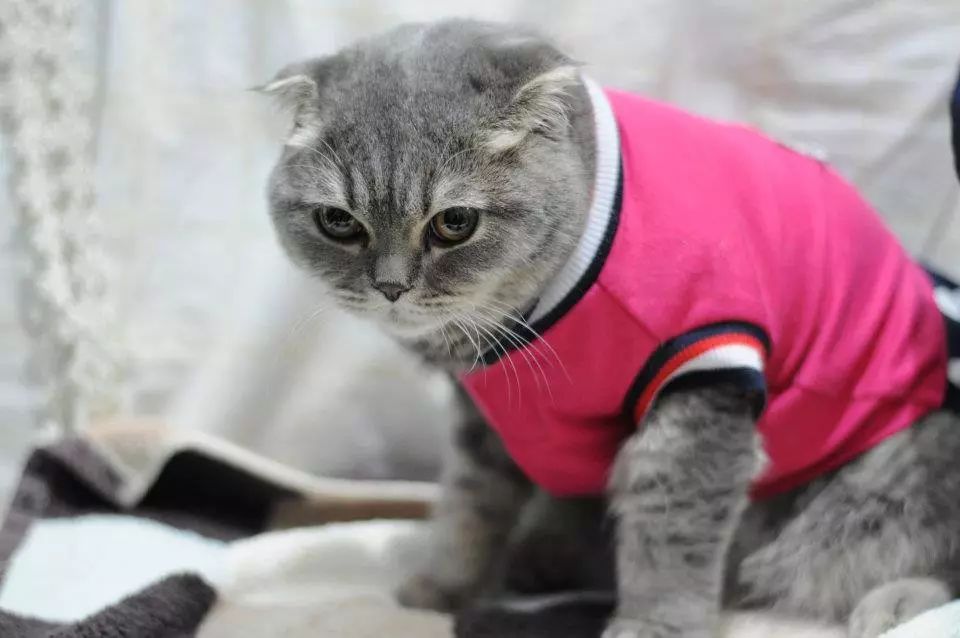 猫咪穿衣服的异常表现