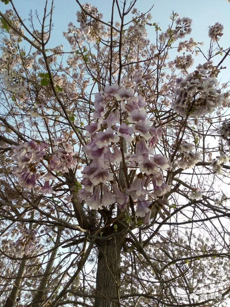 桐树花开满园春色