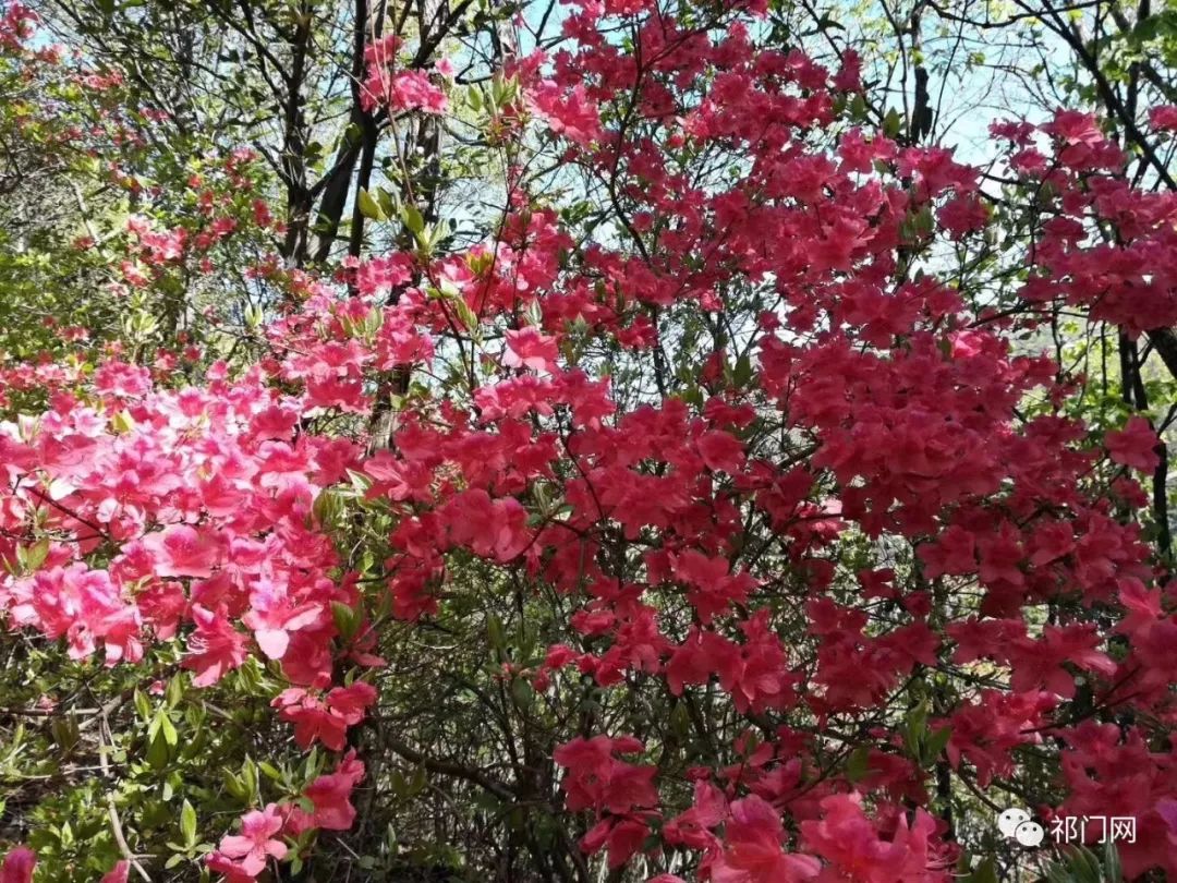 花舞人间,祁门大洪古道杜鹃花怒放!美得猝不及防!