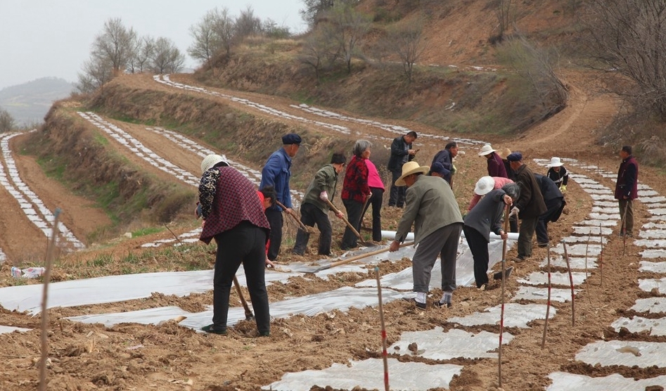 其它 正文  在齐寿镇张赵片区6个村的21道湾里,梯田层层,人头攒动,一