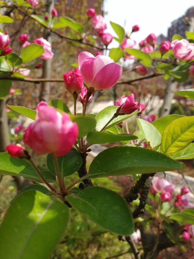 海棠盆栽,三月春花照艳阳,千枝万枝垂海棠