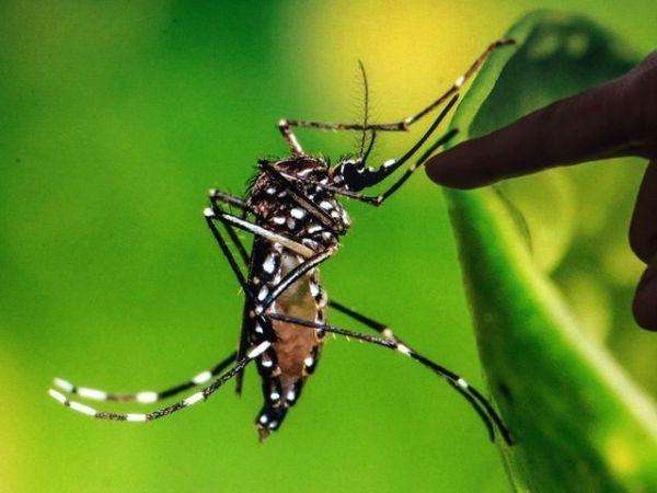 英国生物学家找到灭蚊新方法!