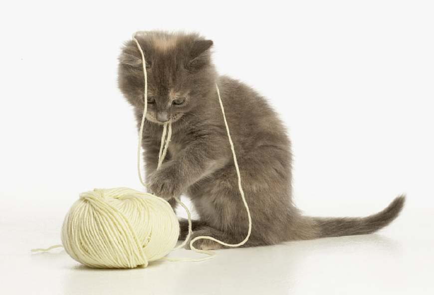 猫咪玩耍过程中突然停下来舔毛到底是为什么