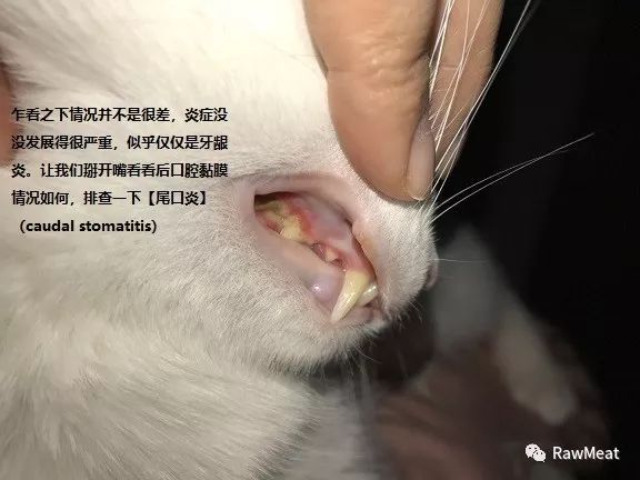 猫口炎:辨识,认知,控制与治愈