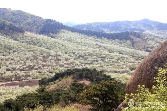 重大发现遵化惊现神奇植物群落已存活六百多年