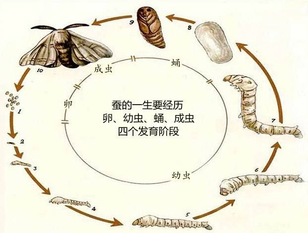 你知道昆虫的"变态"发育吗?你了解昆虫的