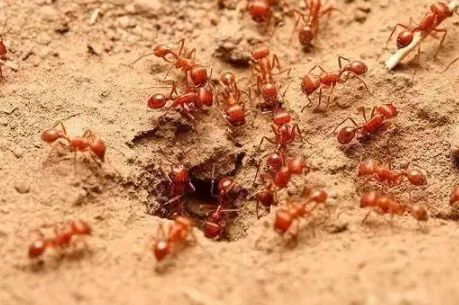 福州一些公园已发现红火蚁,被它咬一口,可能会要