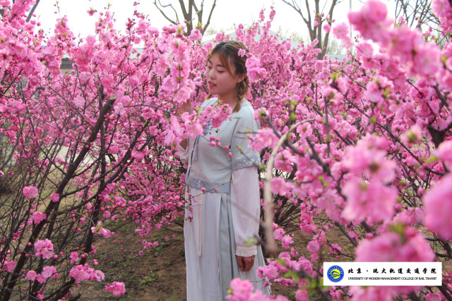 樱花艺术节——翰墨书情怀"