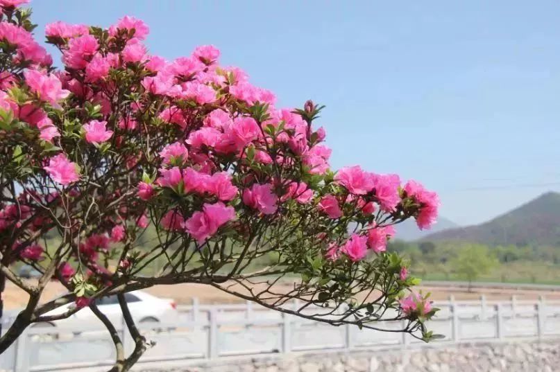 【杜鹃】平桥镇:"花开正艳 静候游人"天台山首届映山红文化节惊艳来袭