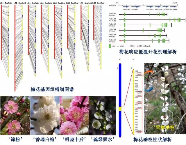 分子标记辅助选择在水稻新品种(系)培育中的应用进展