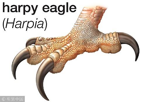 世界上最凶猛的鸟禽双爪握力超过180公斤还经常卖萌