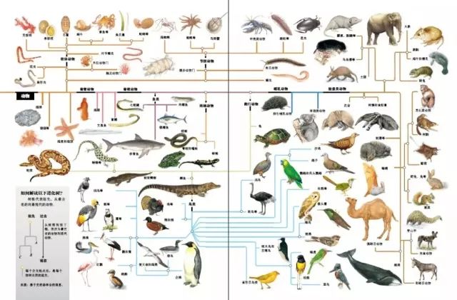 Δ 动物图谱,方便读者认识不同动物在动物界的地位