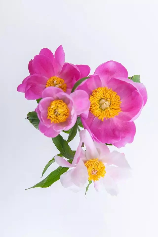 顾名思义,单瓣芍药就是花蕊与花托之间只有一层花瓣的花形.