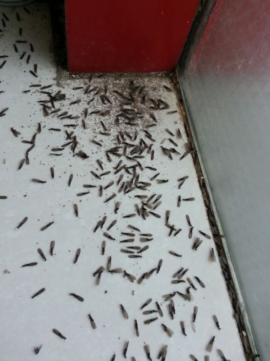 看室内是否有白蚁飞入或地板上是否有白蚁脱下的翅膀.